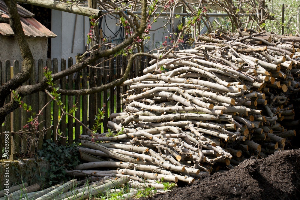 Apple tree trunks Apple tree trunks