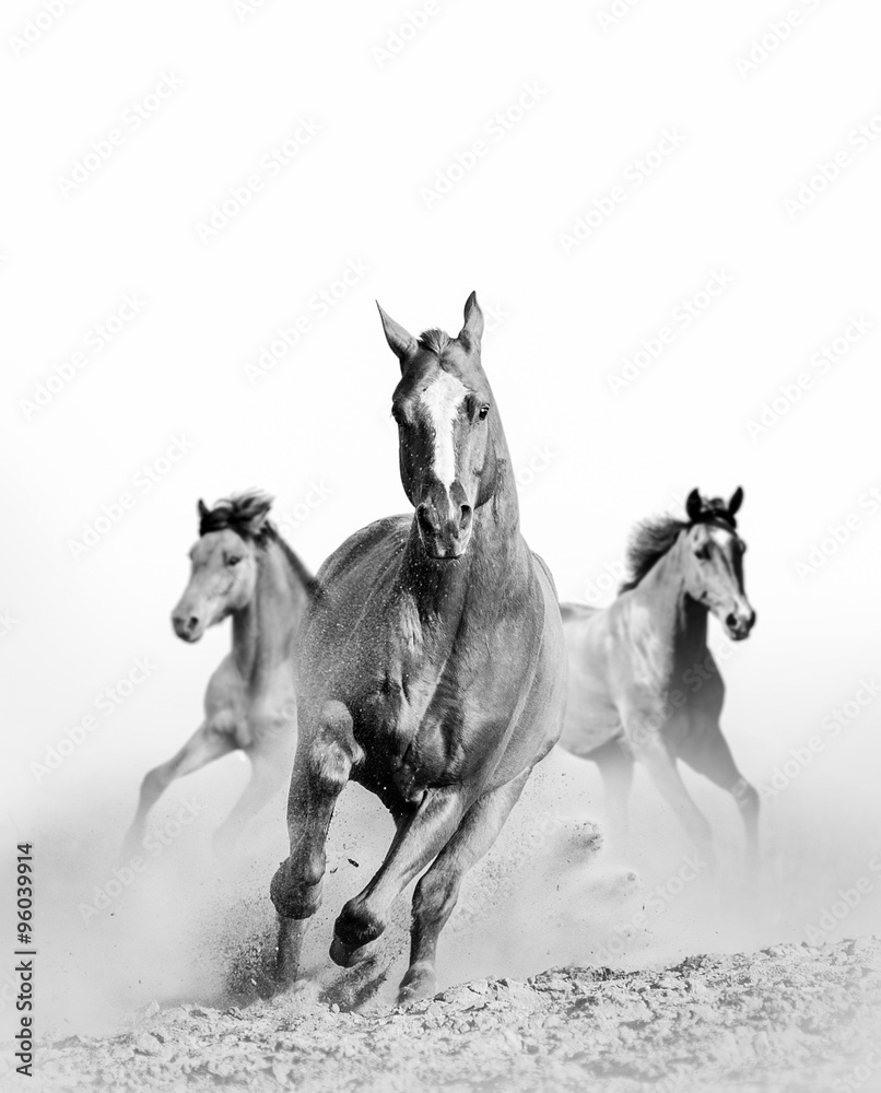 wild horse in dust