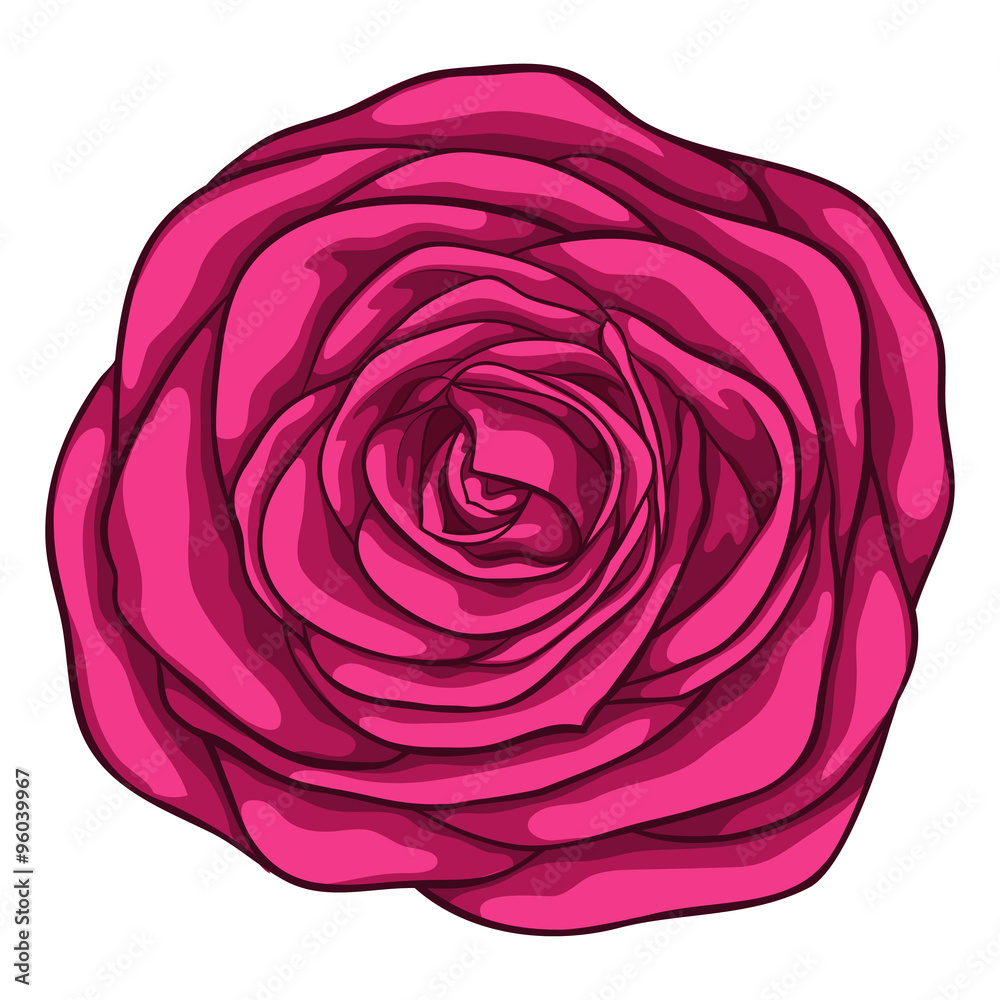 beautiful red rose isolated on white background. for greeting cards and invitations of the wedding, birthday, Valentine's Day, mother's day and other seasonal holidays beautiful red rose isolated on white background. for greeting cards and invitations of the wedding, birthday, Valentine's Day, mother's day and other seasonal holidays