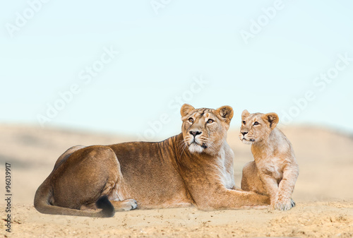 Lions in desert