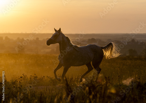 Arabian horse running © Mari_art