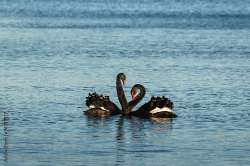 pair of black swans in courtship