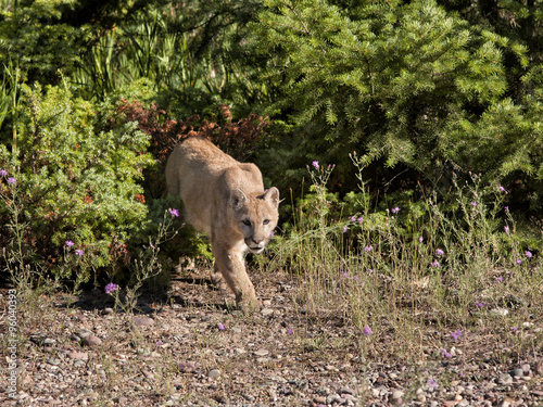 Cougar Stalking Prey
