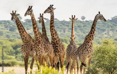 Fototapeta samoprzylepna Group of six giraffes in Tarangire National Park, Tanzania