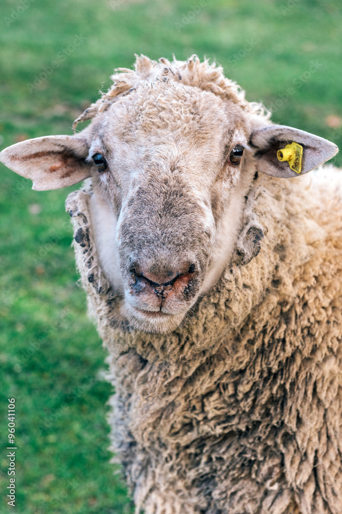Portrait of domestic sheep on the farm