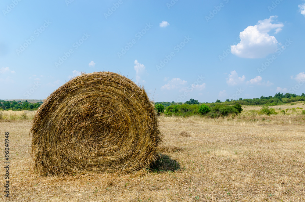 Hay bale on the field