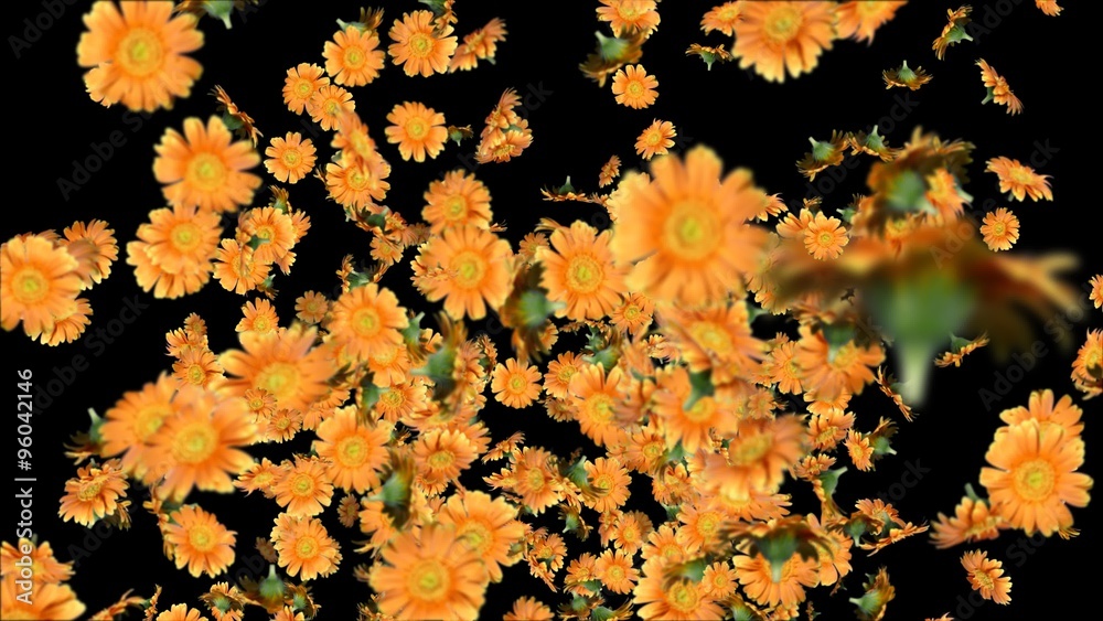 ガーベラの噴水, アルファチャンネル付き透明背景&シームレスループ動画