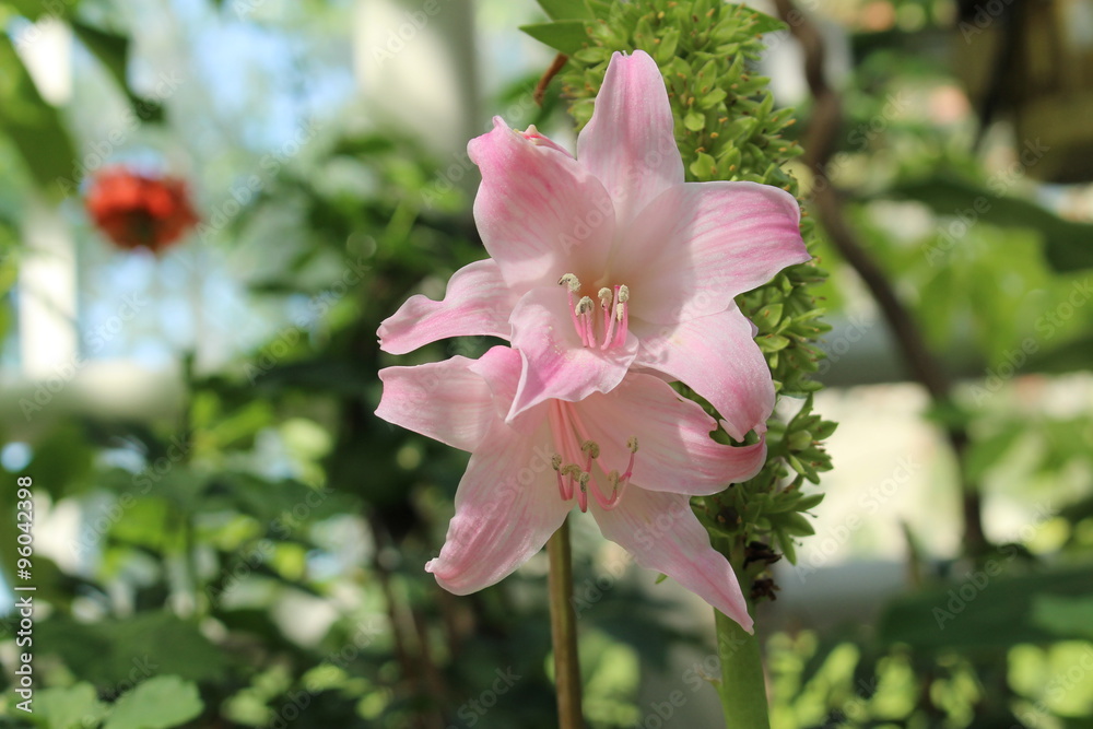 Foto Stock White "Belladonna Lily" flower (or Jersey Lily, Naked Lady