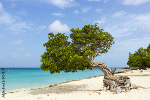 Foto Divi Divi Tree on the Caribbean Island of Aruba