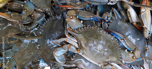 Blue crab background