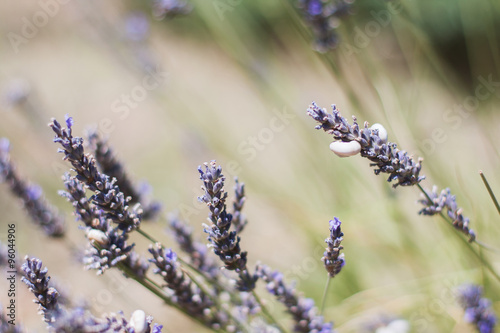 Lavander in field of Provence