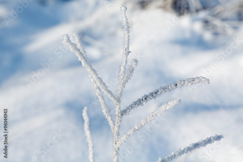 branch of the plant in the frost on the background of the snow d