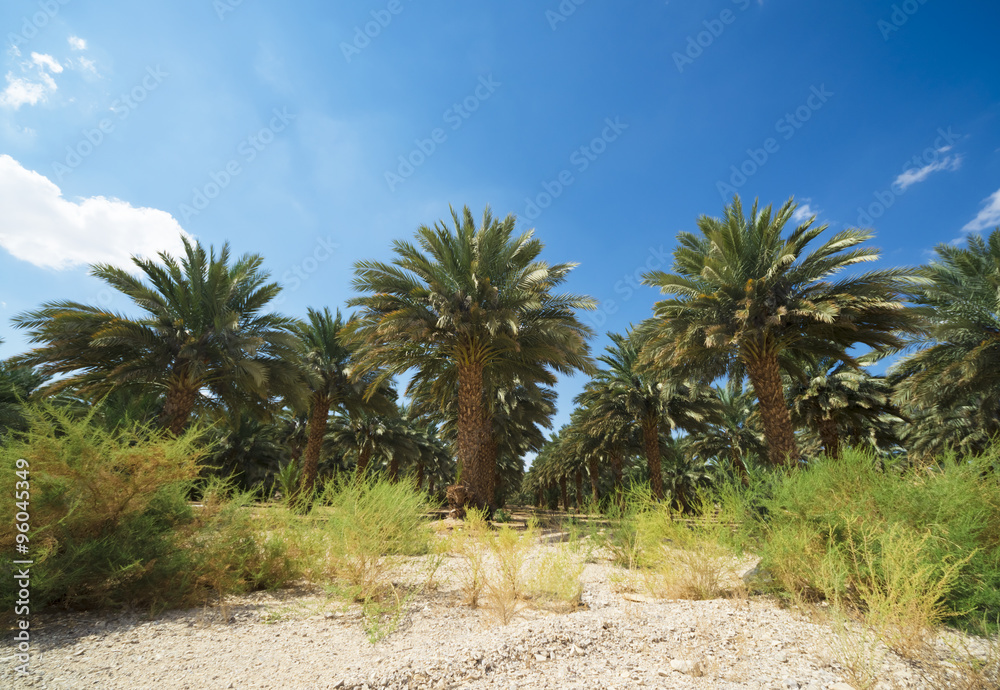 palm trees perspective view