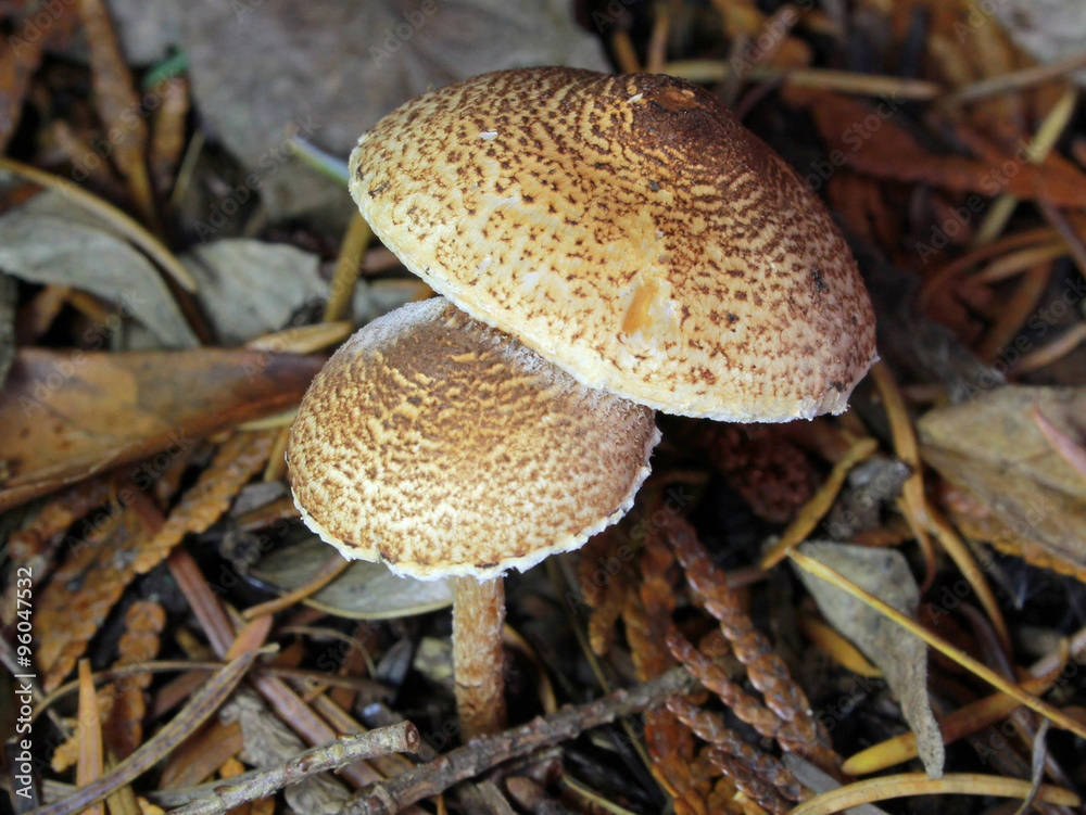 Chestnut Dapperling - Lepiota castanea Chestnut Dapperling - Lepiota castanea