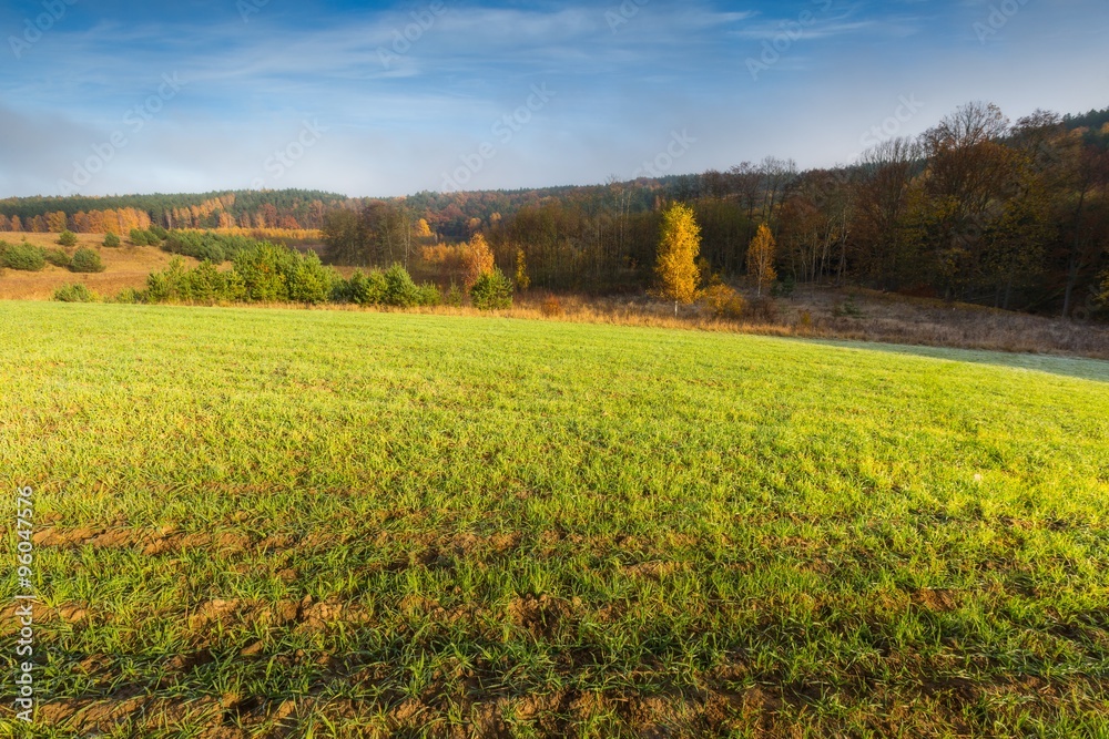 Green field at autumnal morning Green field at autumnal morning