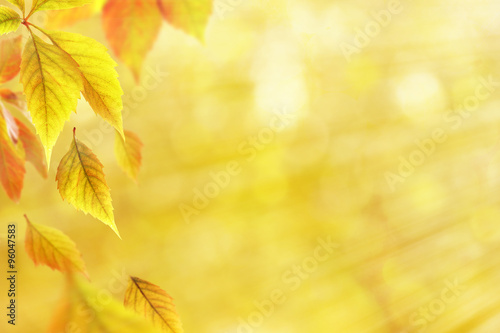 Beautiful autumn leaves on nature background