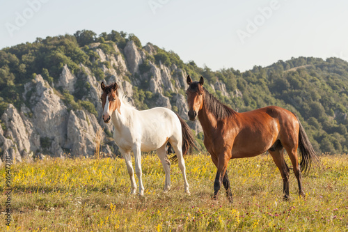 Two horses on field