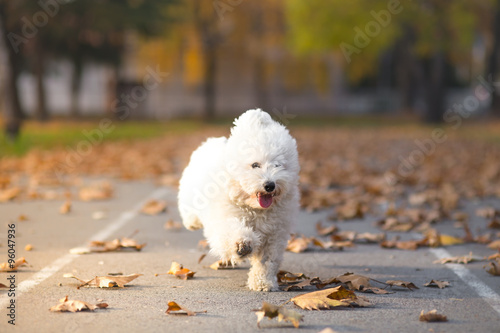 little white dog in run - Autumn background