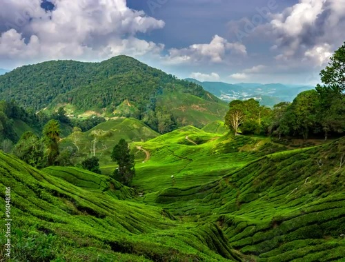 Wallpaper Mural 4K Sunset over tea plantation in mountains of Malaysia (4096x3112) Torontodigital.ca