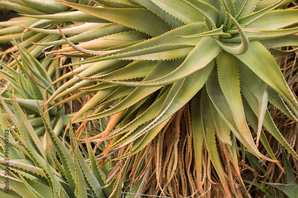 Obraz premium Large Succulent Plant