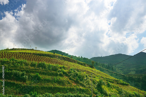 Moc Chau tea hill  Moc Chau village  Son La province  Vietnam