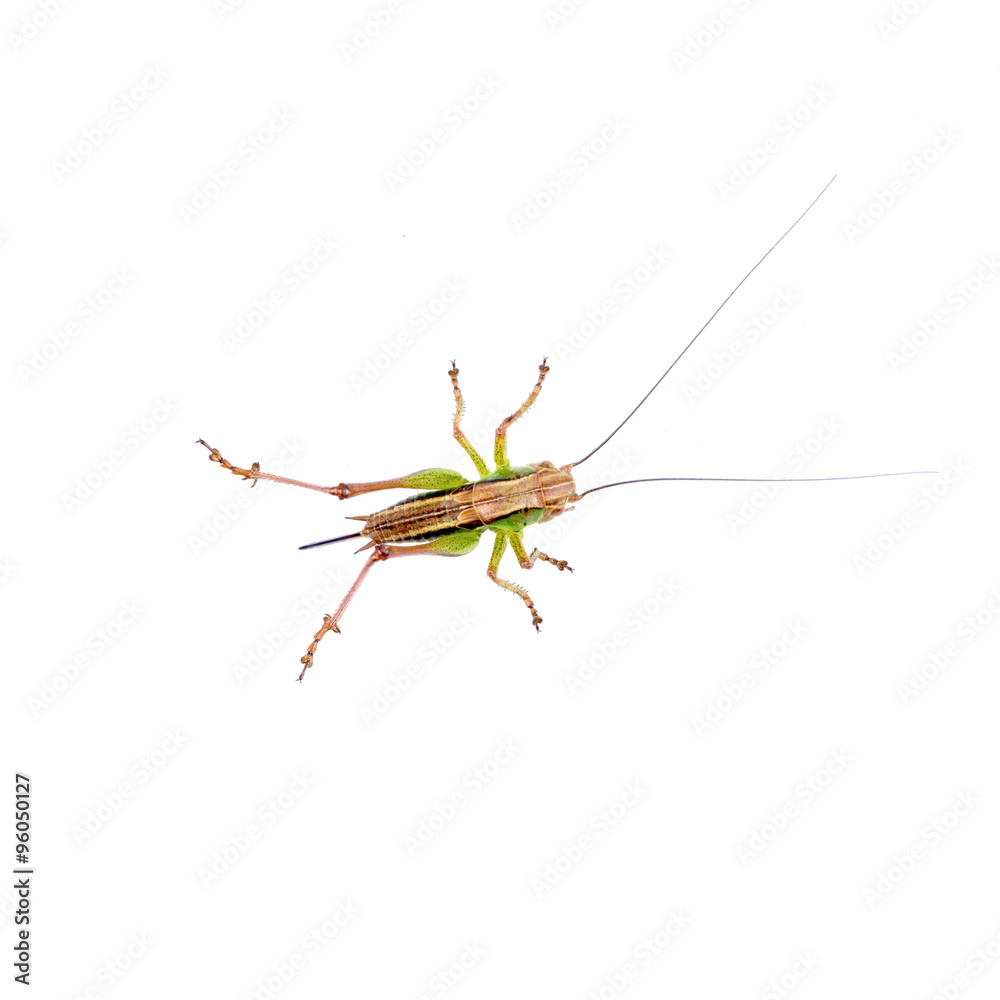Green brown grasshopper on a white background Green brown grasshopper on a white background
