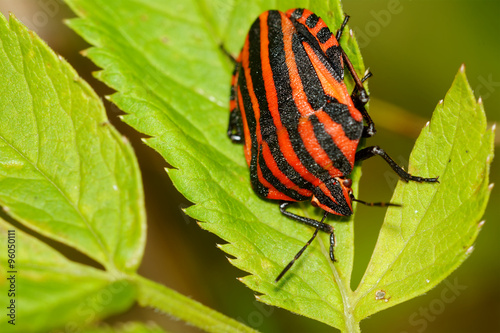 Red black striped shield bug sitting on a flower