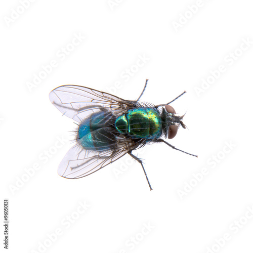 Green fly on a black background