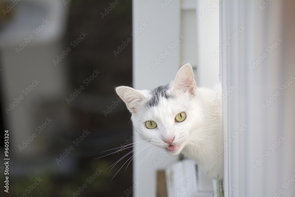 White cat peeking head out of the white deck