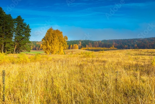 Beautiful autumnal landscape with grassland and trees