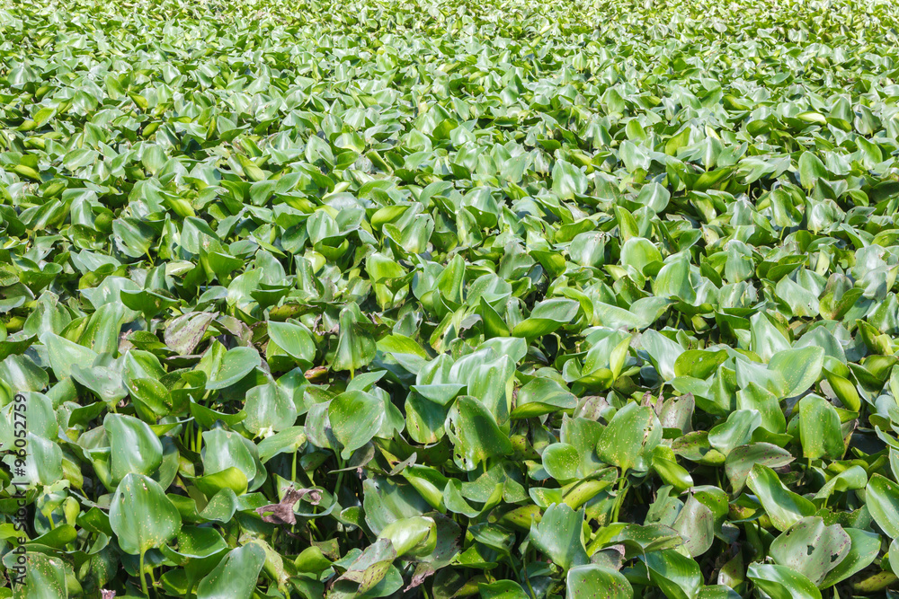 Water hyacinth green