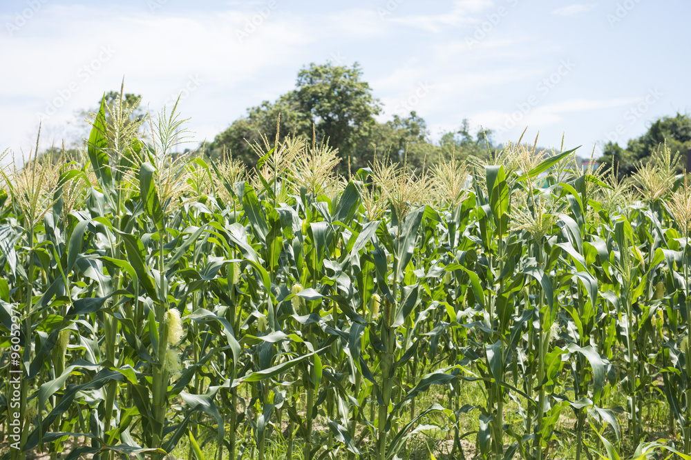 sweet corn fields at a farm