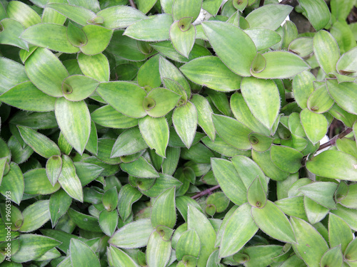 river spiderwort