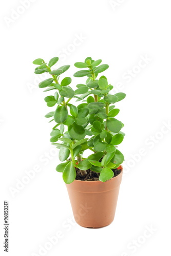 Beautiful Green Plant in Orange Pots isolated