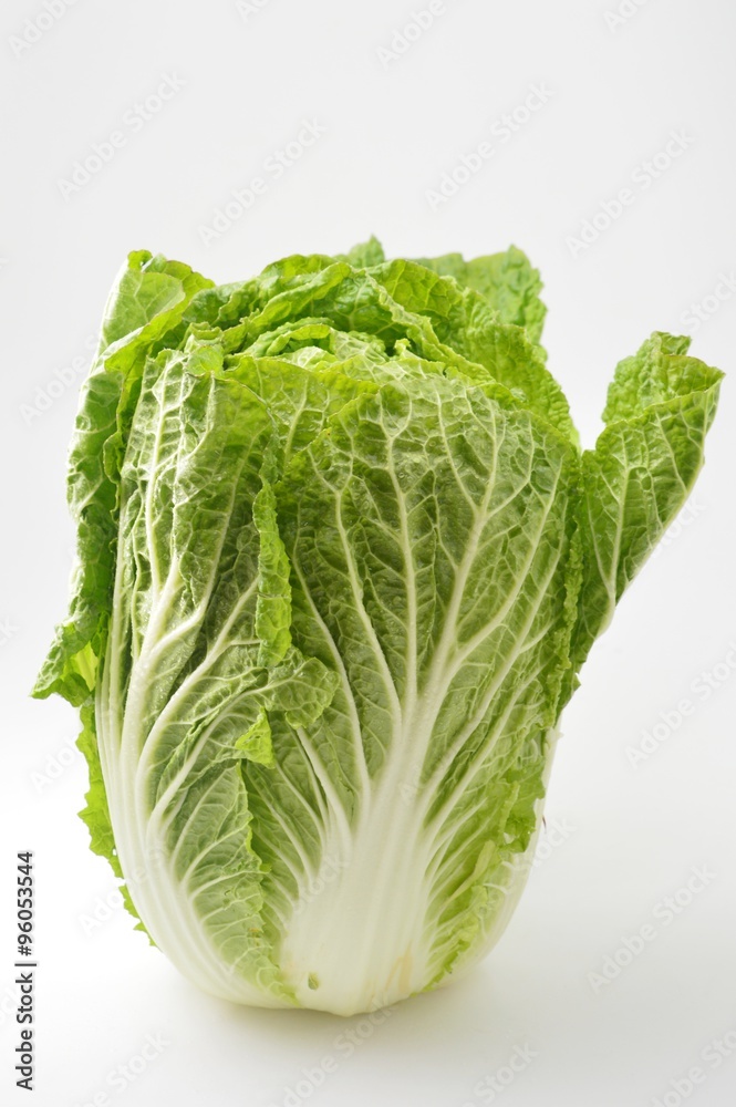 白菜 白菜