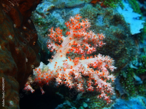 Soft coral, Island Bali