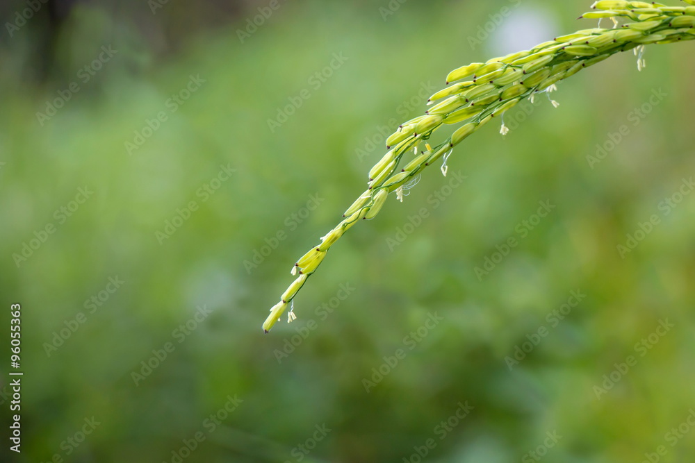 Beautiful Green Rice