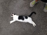the black and white stray cat is sleeping on a road