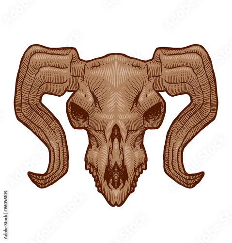 Vector Drawing animal's skull, sheep. Cartoon image of drawing beige sheep's skull with horns on white background.