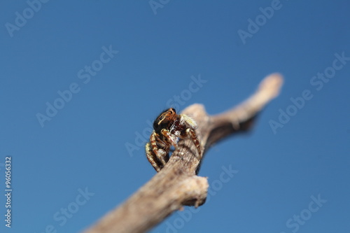 Fototapeta Naklejka Na Ścianę i Meble -  Small jump spider in rain forest