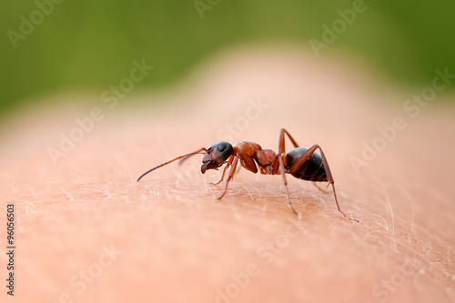 маленький муравей ползает по руке человека