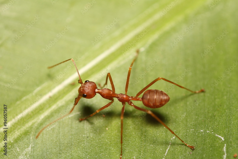 Ant working Ant working
