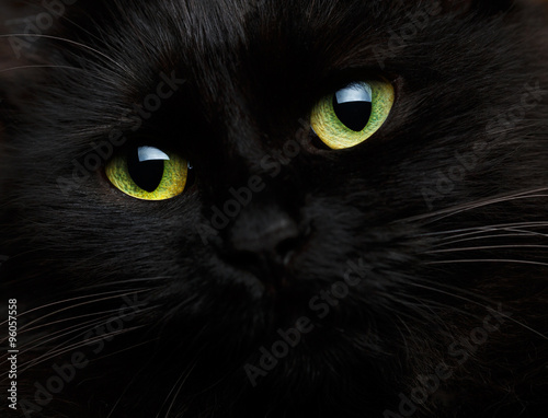 Cute muzzle of a black cat close up