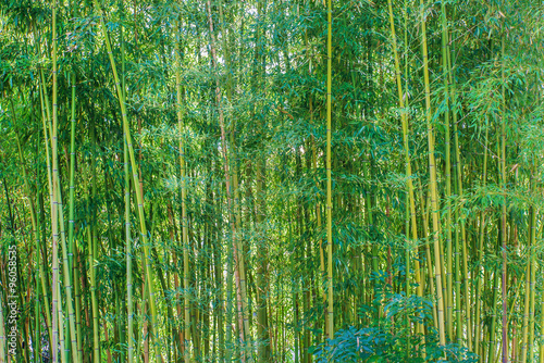 bamboo forest #96058535