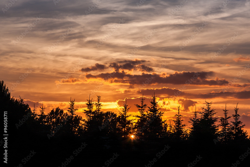 Sunset behind coniferous trees