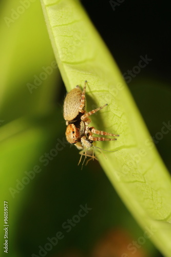 Small jump spider in rain forest