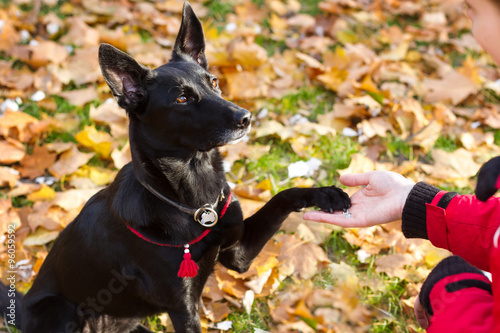 Black dog in red collar sits and gives paw for a woman.