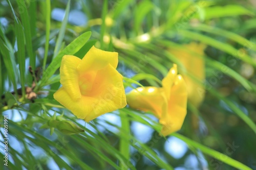 Yellow Campanilla or Lucky Nut