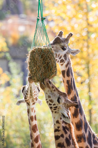 Canvas Print Three giraffes eating hay