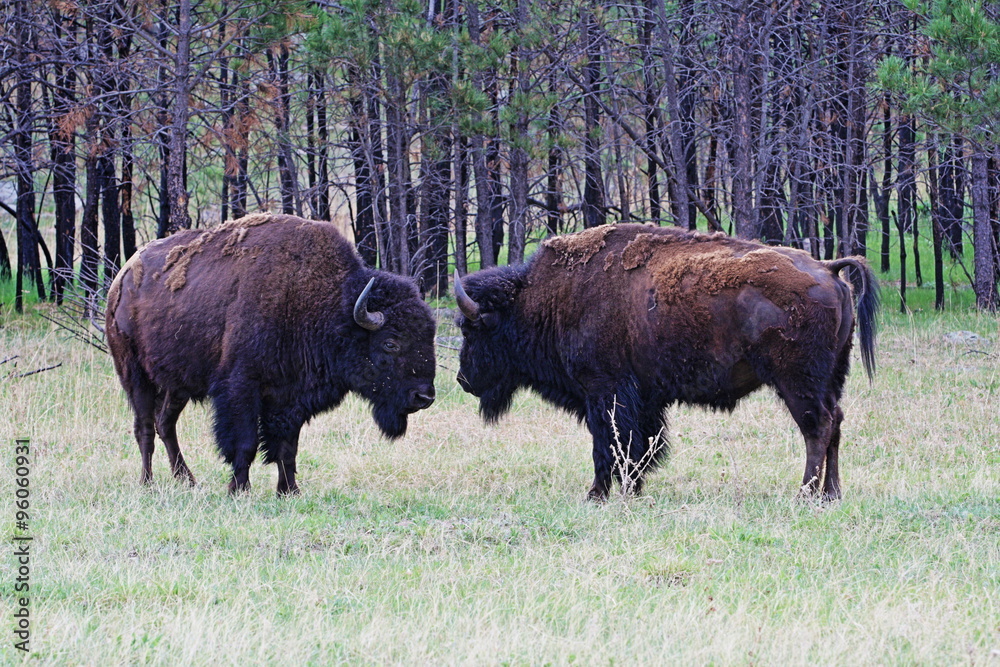 American Bison Buffalo Bulls facing off to fight in Wind Cave National Park